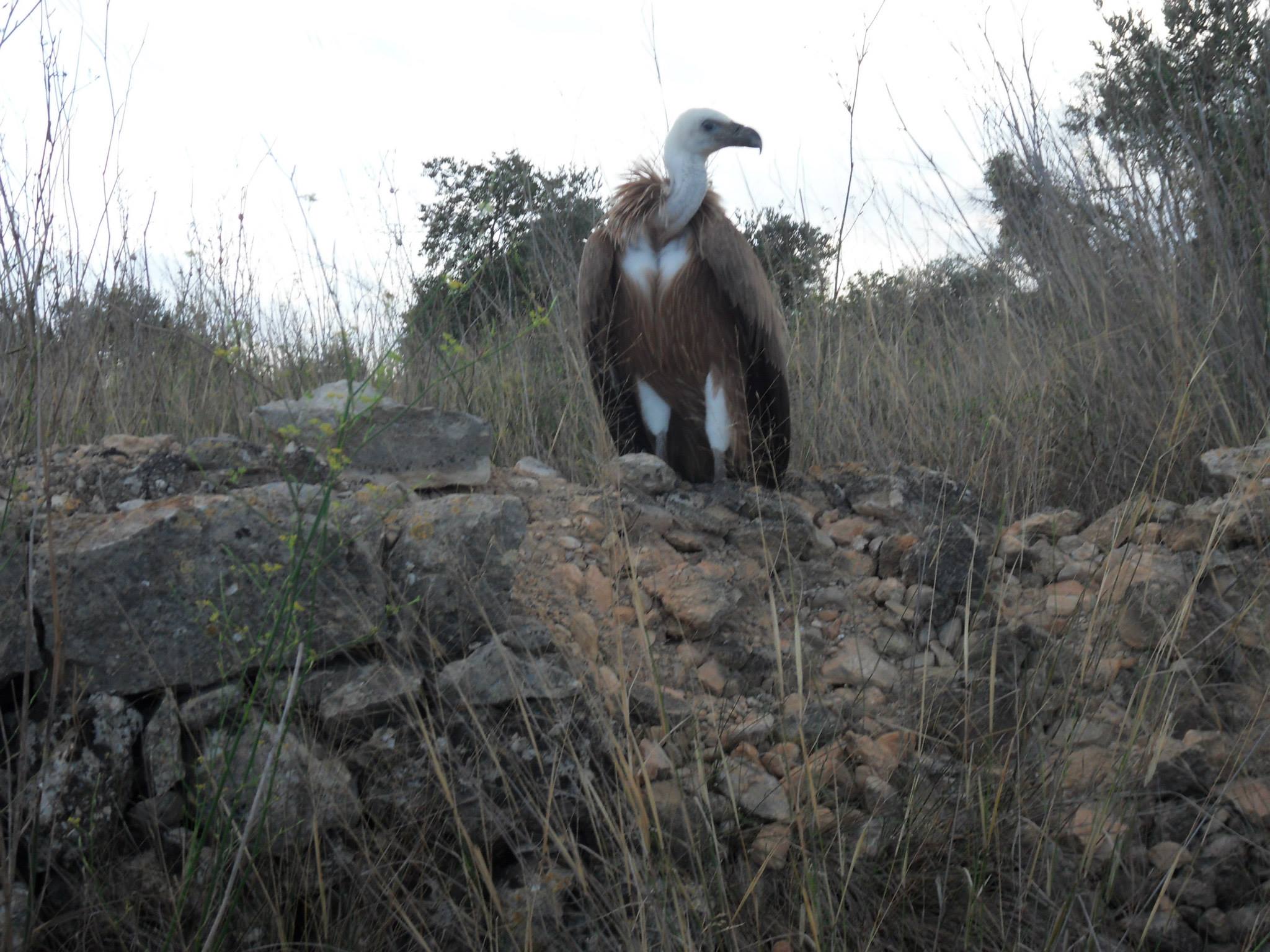 Vulture in Cami de Cantallops