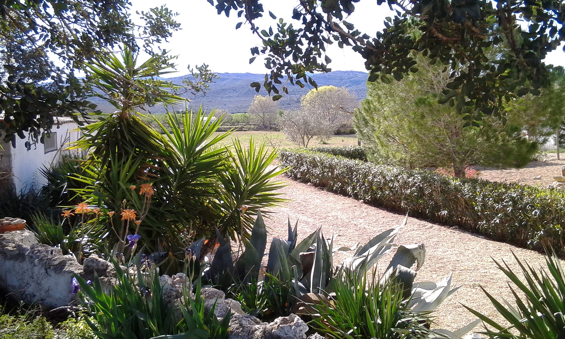 Border and garden