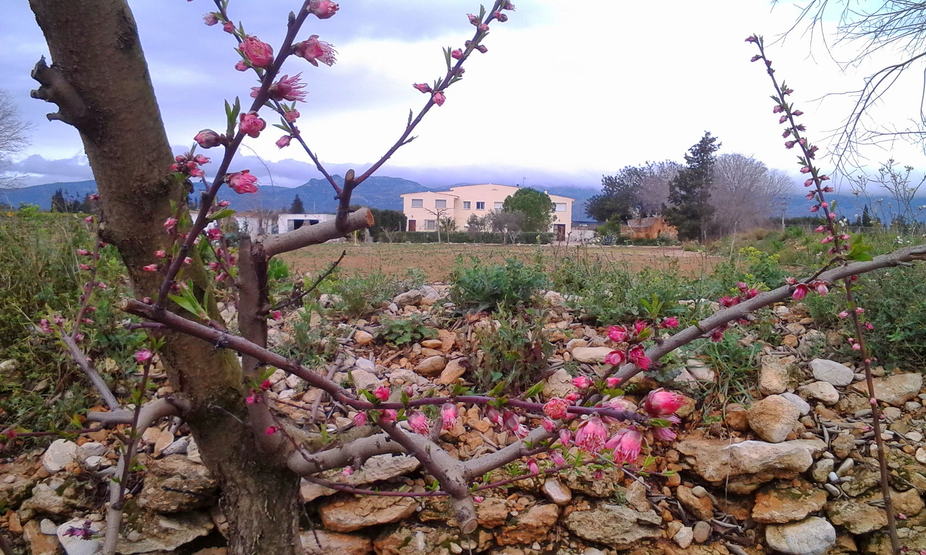 Peach blossom time
