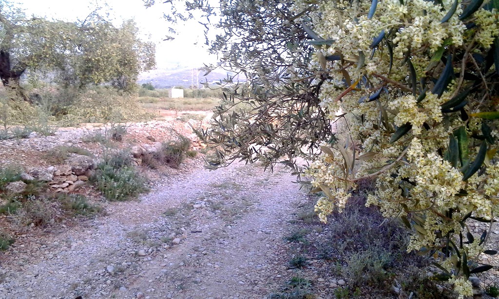 Olive blossom by a track