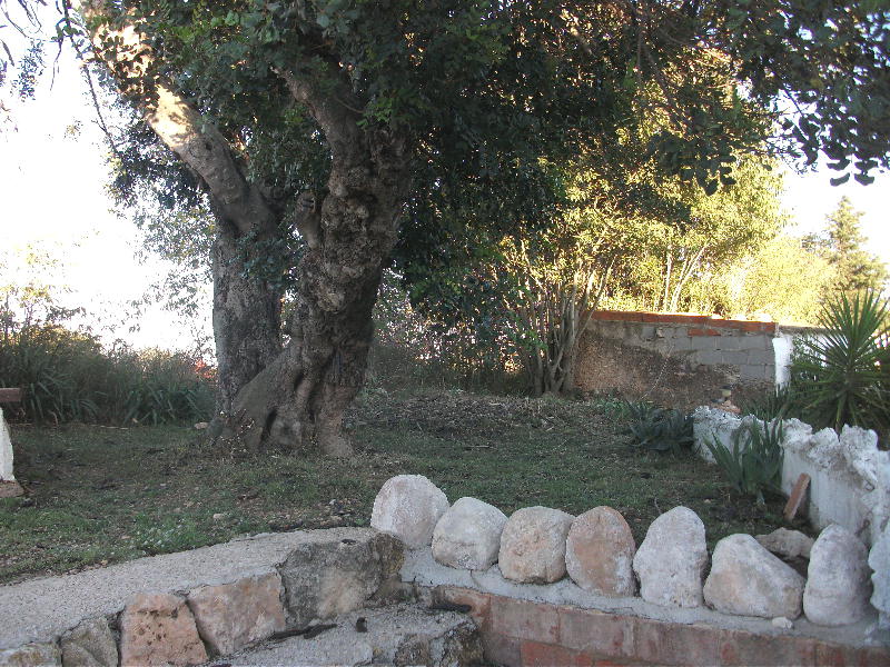 Shady Carob
