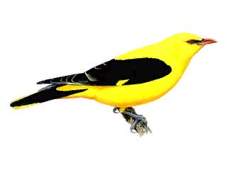 Golden oriole