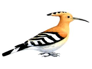 Hoopoh