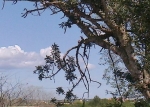 Hoopohs in carob tree