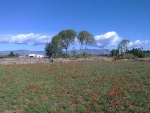 Poppies and mountains