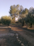 Track between olives with pines